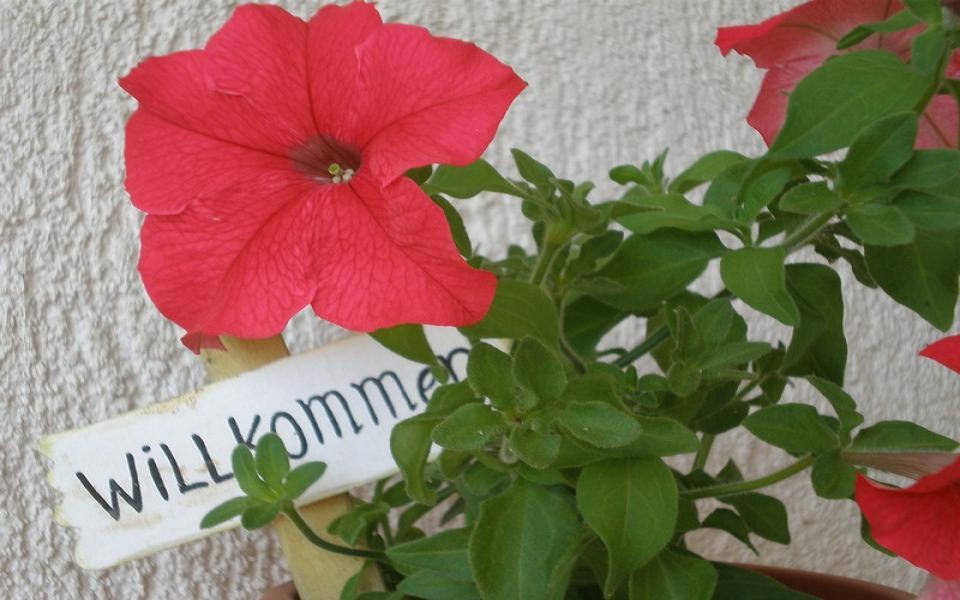 Apartments Hajl Krk Town Dış mekan fotoğraf